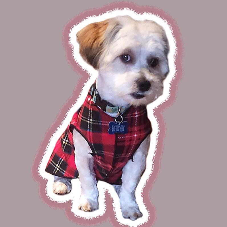 Enlarge Archie (visually impaired), an adoptable mixed breed in Gig Harbor, WA image 1/4