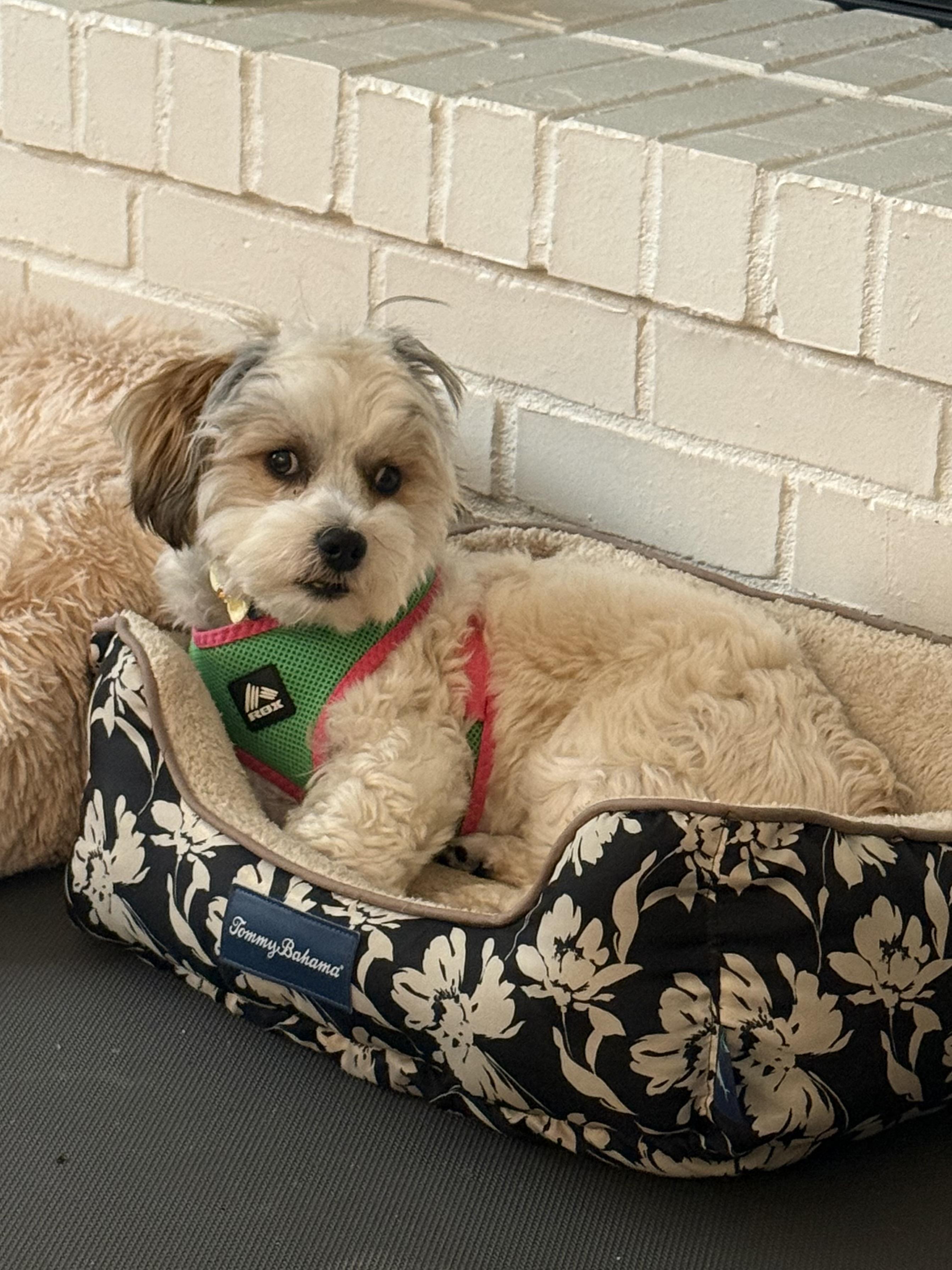 Enlarge Archie (visually impaired), an adoptable mixed breed in Gig Harbor, WA image 2/5