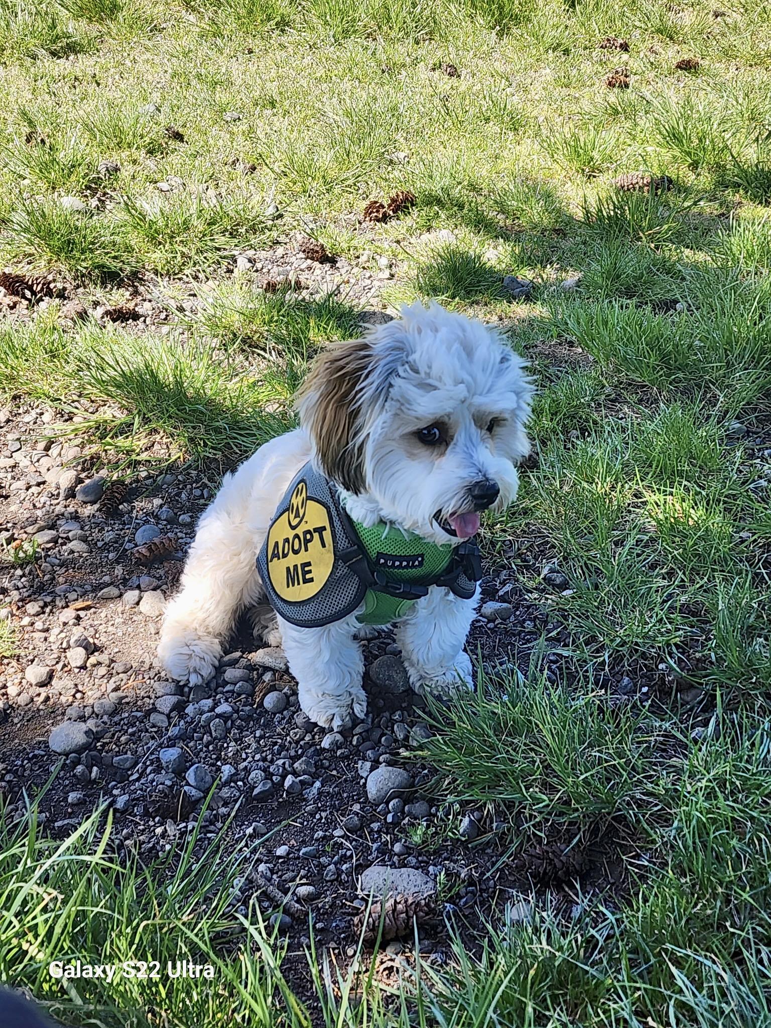 Enlarge Archie (visually impaired), an adoptable mixed breed in Gig Harbor, WA image 1/6