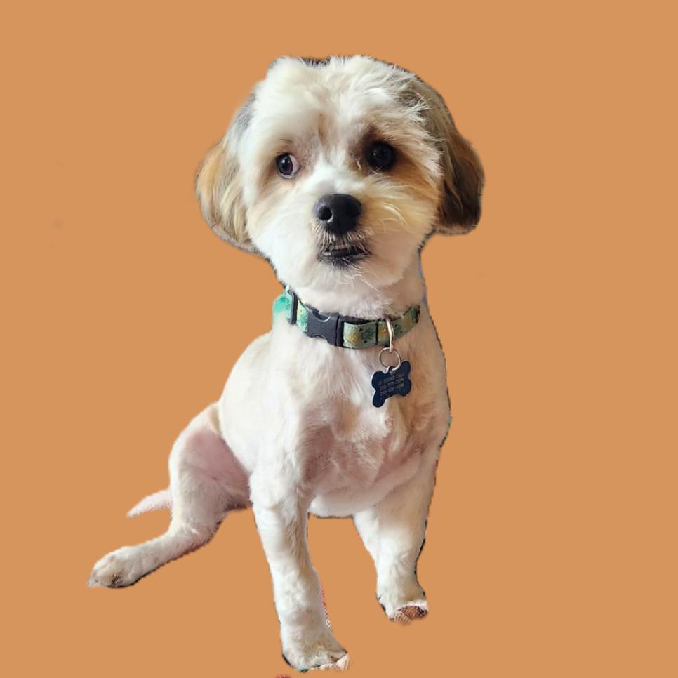 Enlarge Archie (visually impaired), an adoptable mixed breed in Gig Harbor, WA image 2/4