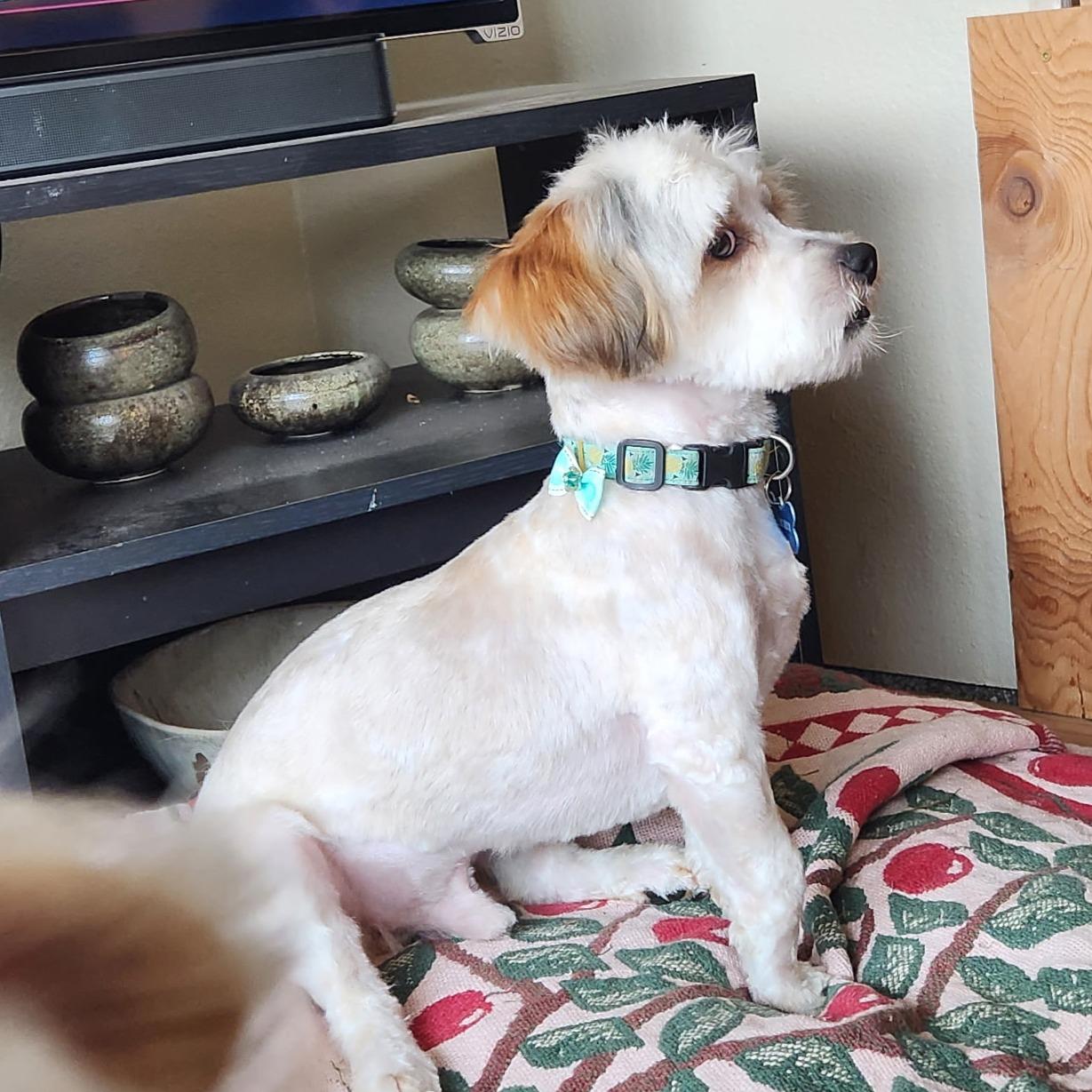 Enlarge Archie (visually impaired), an adoptable mixed breed in Gig Harbor, WA image 4/4