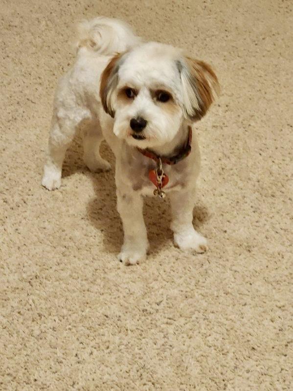 Enlarge Archie (visually impaired), an adoptable mixed breed in Gig Harbor, WA image 4/6