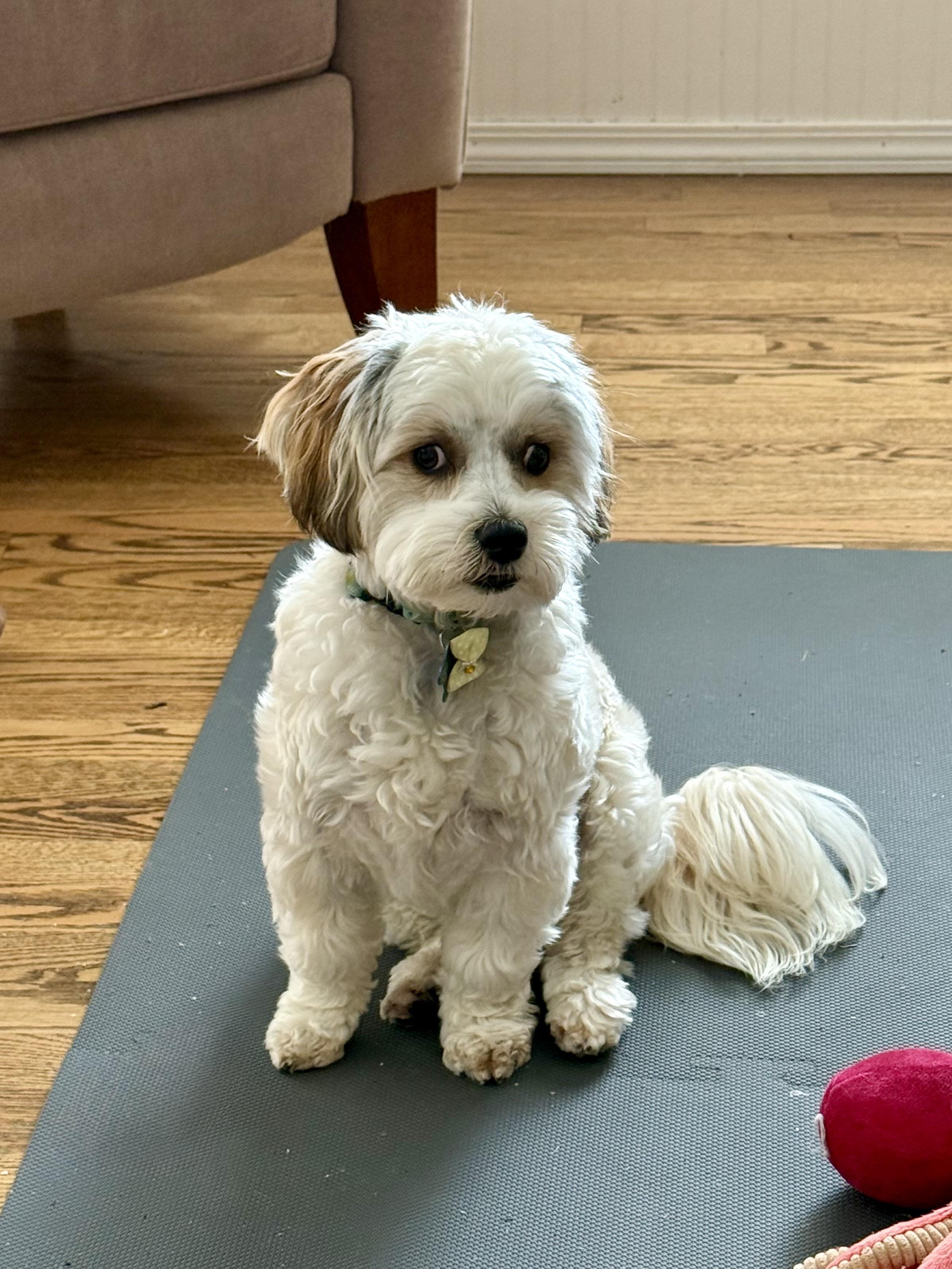 Enlarge Archie (visually impaired), an adoptable mixed breed in Gig Harbor, WA image 1/5