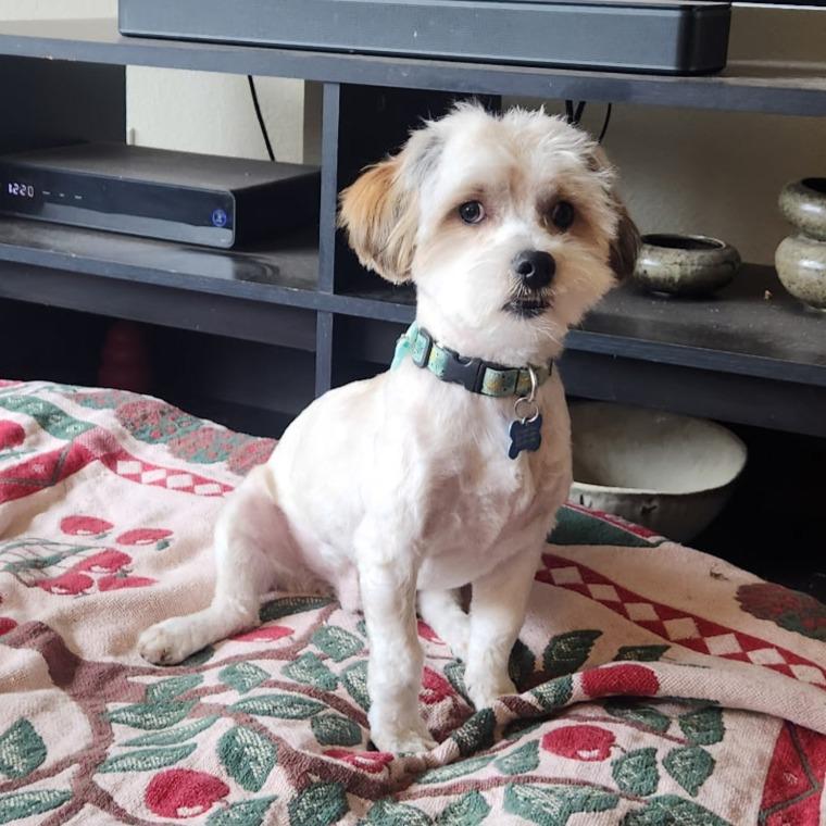 Enlarge Archie (visually impaired), an adoptable mixed breed in Gig Harbor, WA image 3/4