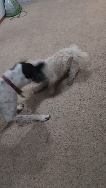 Enlarge Archie (visually impaired), an adoptable mixed breed in Gig Harbor, WA video 2/6