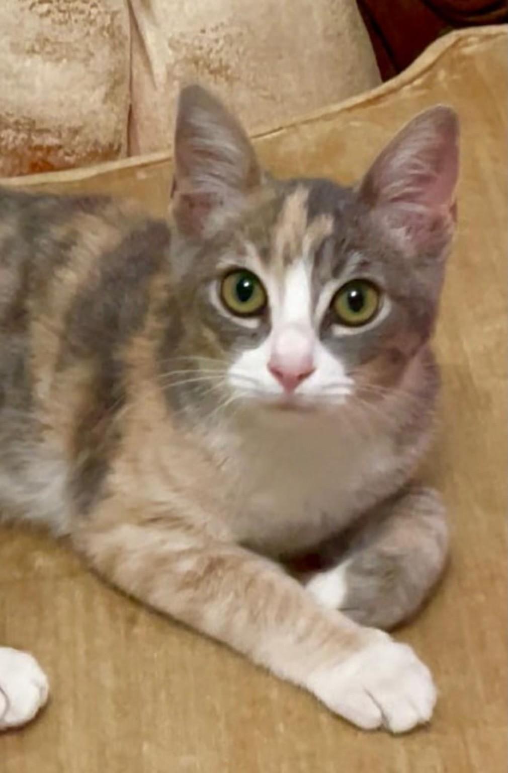 Enlarge Mabi, a Adoptable Domestic Short Hair in Oceanside, CA image 2/2