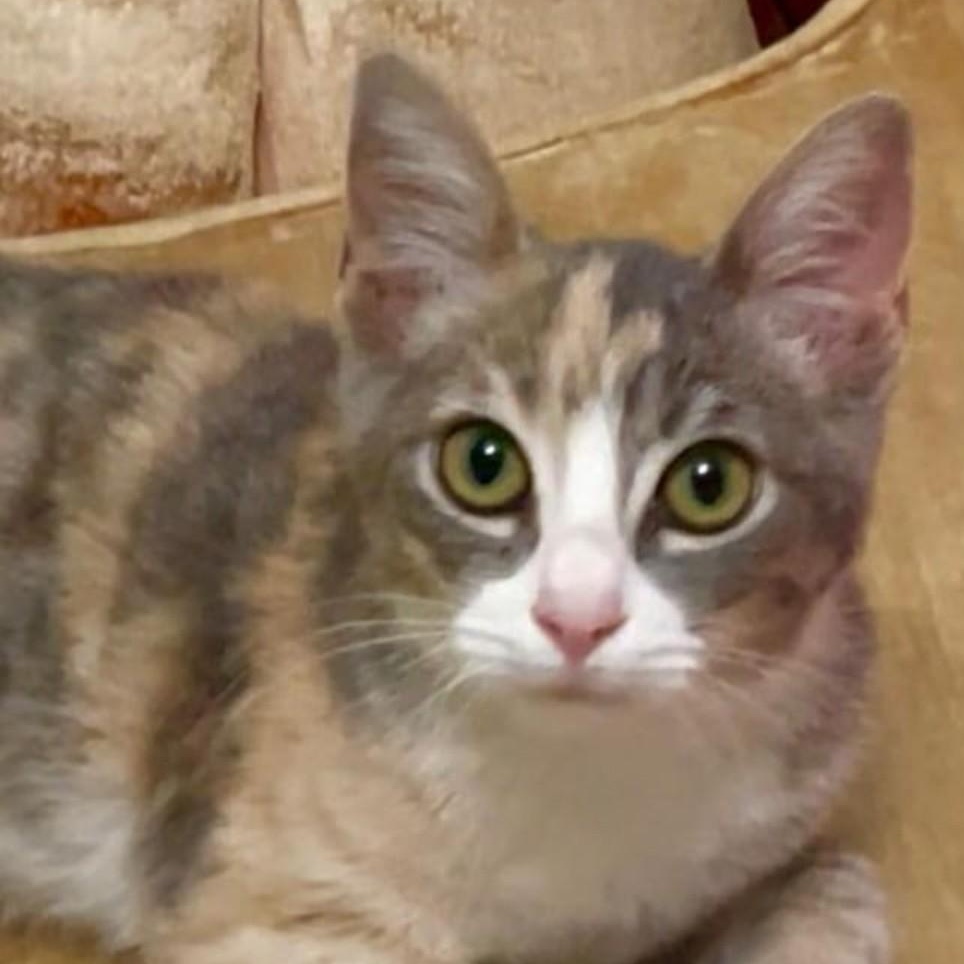 Mabi, Adoptable, Kitten Female Domestic Short Hair.