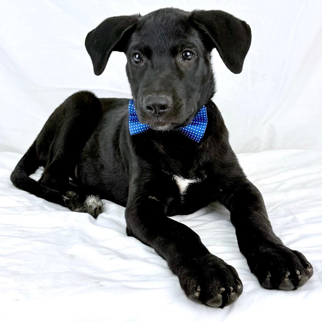 Chilean - Local November 6-8, Adoptable, Puppy Male Shepherd & Labrador Retriever.