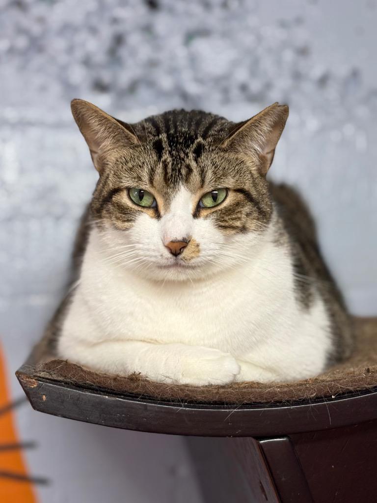 Tulip, Adoptable, Adult Male Domestic Short Hair & Tabby.