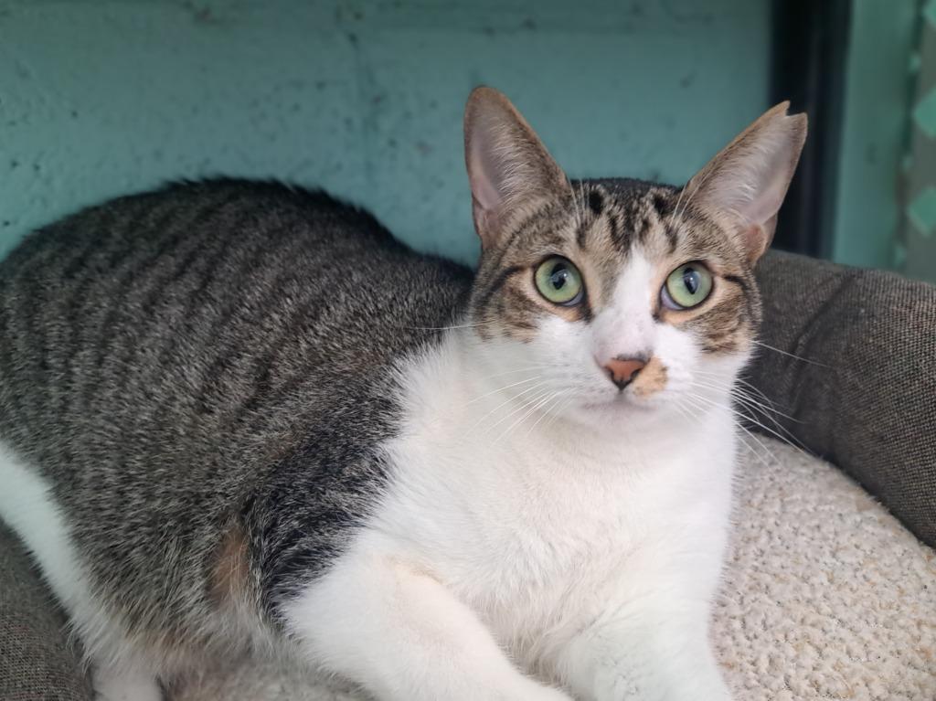 Enlarge Tulip, a Adoptable mixed breed in Fort Lauderdale, FL image 2/6