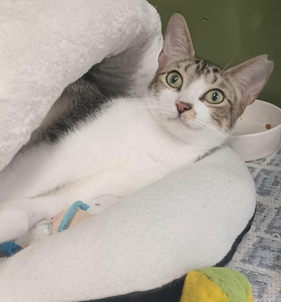 Tulip, a Adoptable mixed breed in Fort Lauderdale, FL image 2/6