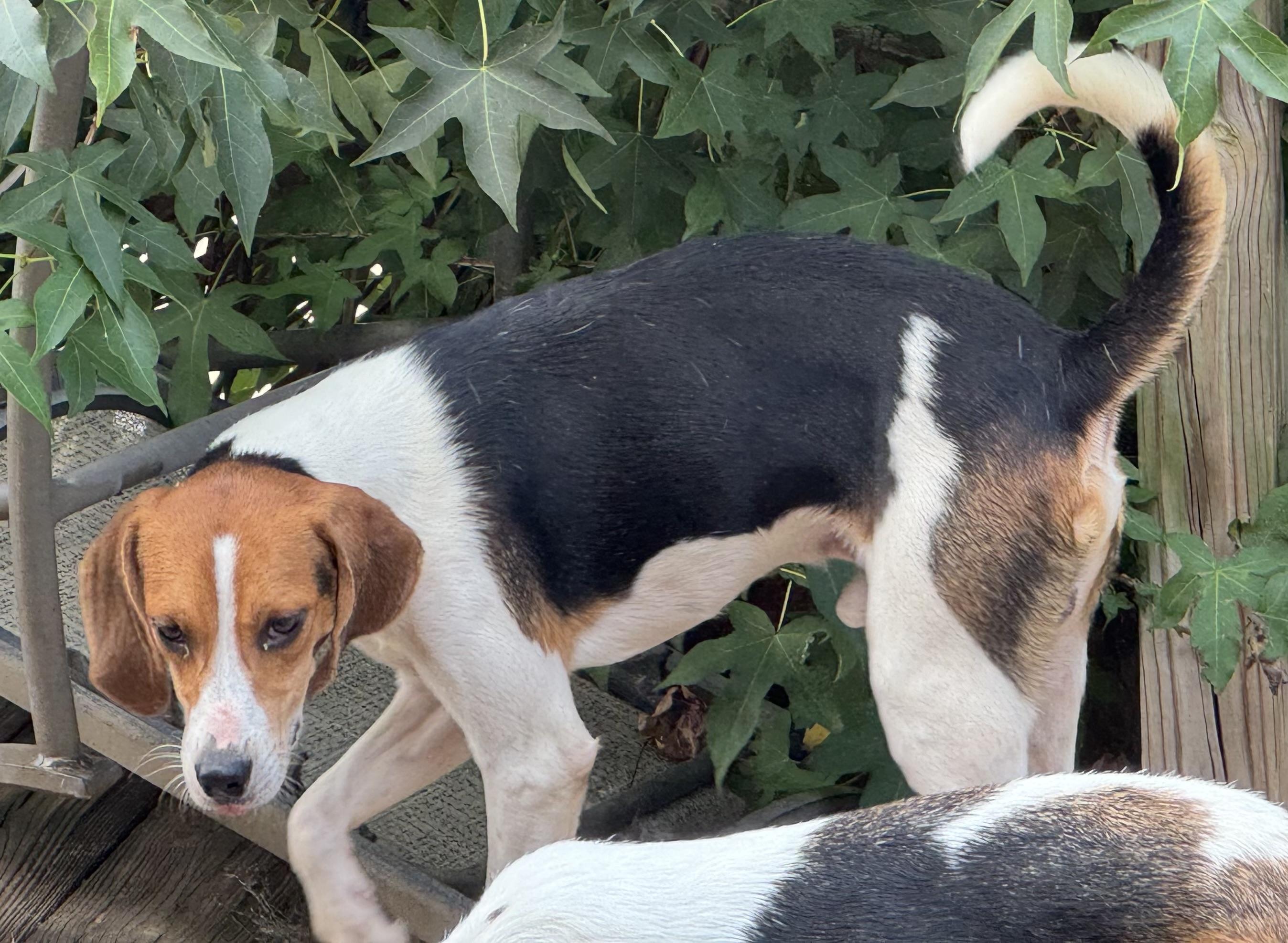 Jim and Jam, Adoptable, Young Male Treeing Walker Coonhound.