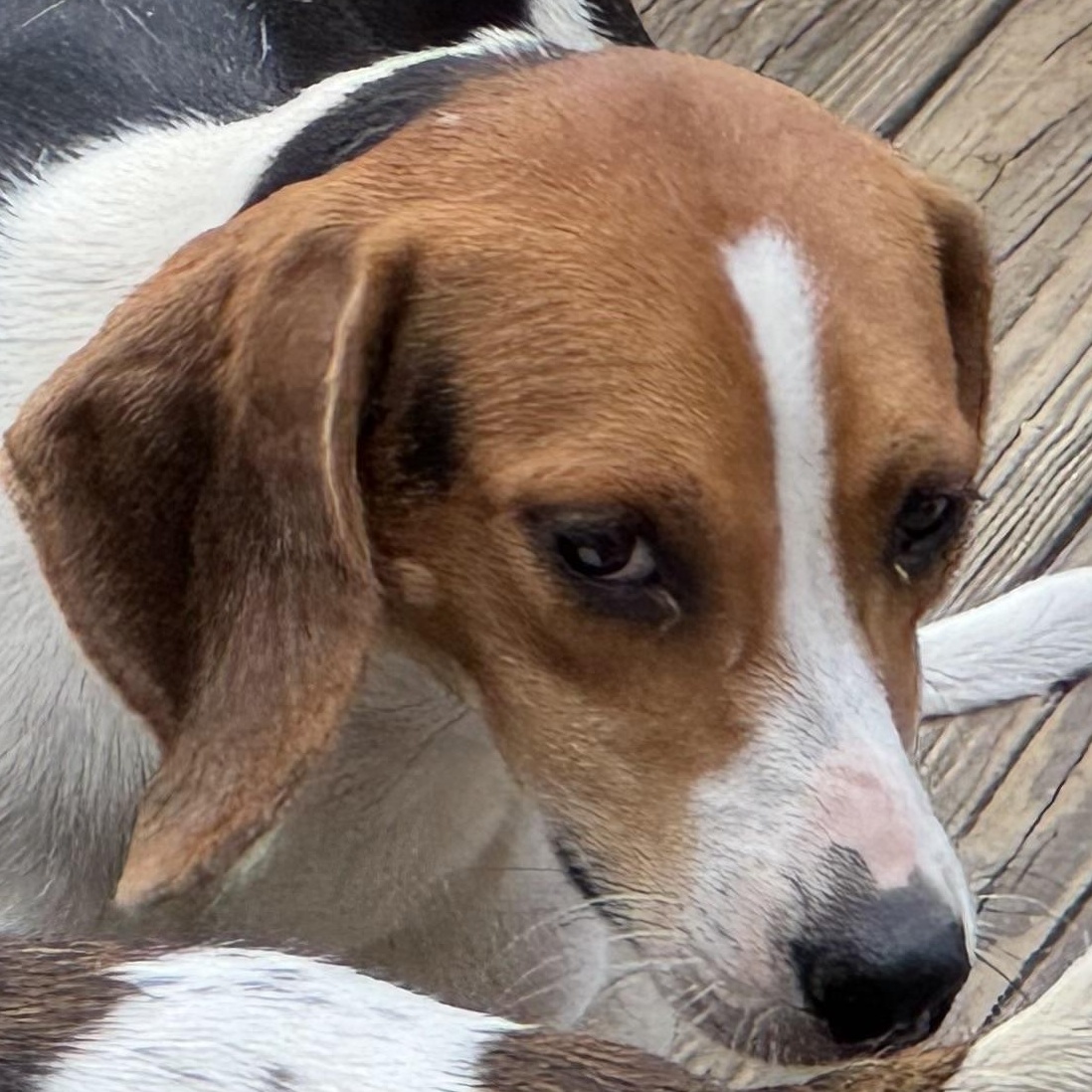 Jim and Jam, a Adoptable Treeing Walker Coonhound in Grandy, NC image 2/5