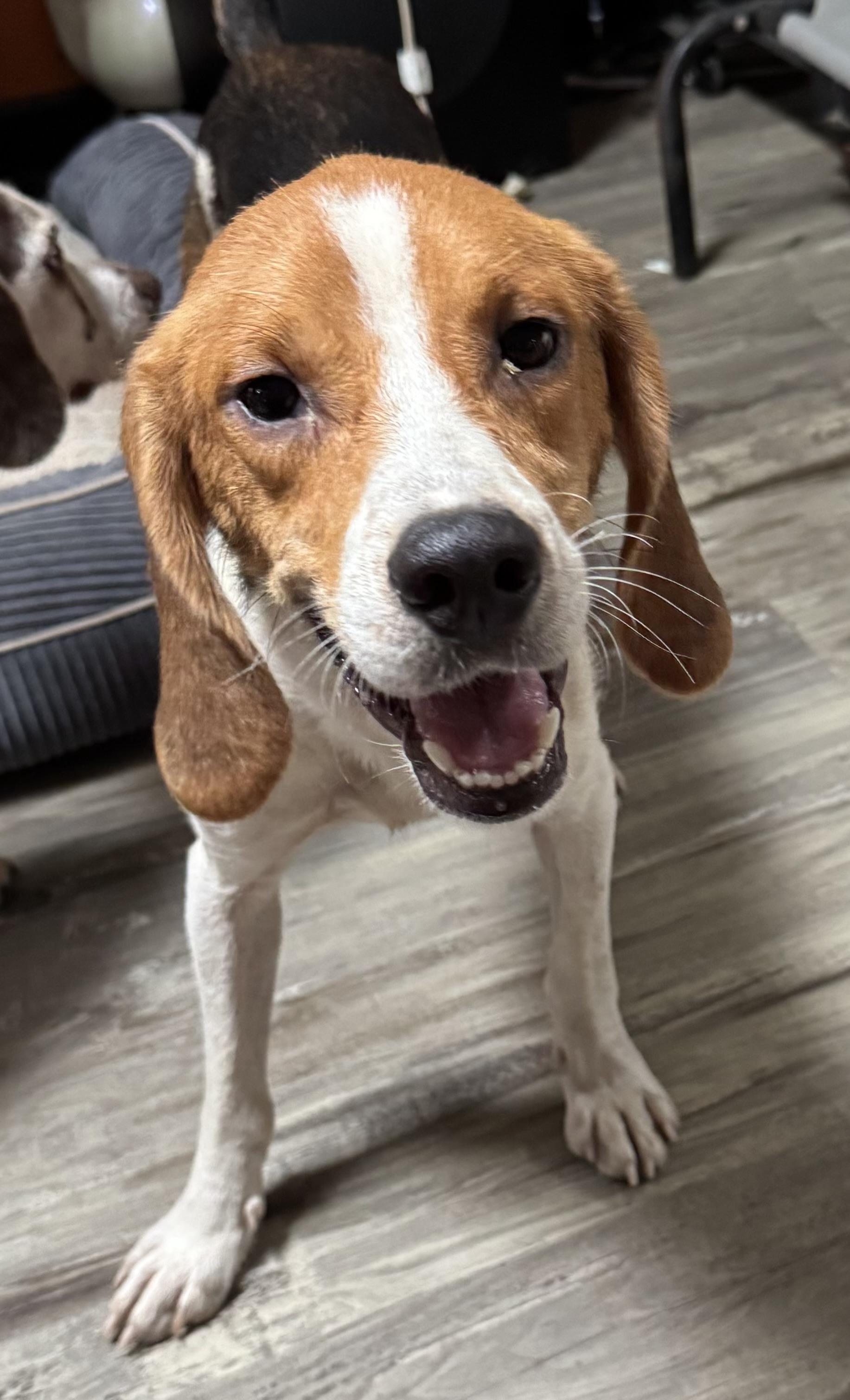 Jim and Jam, a Adoptable Treeing Walker Coonhound in Grandy, NC image 4/5