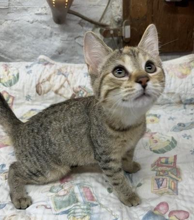 Enlarge Jordan, a Adoptable Domestic Short Hair in Avon Lake, OH image 3/3