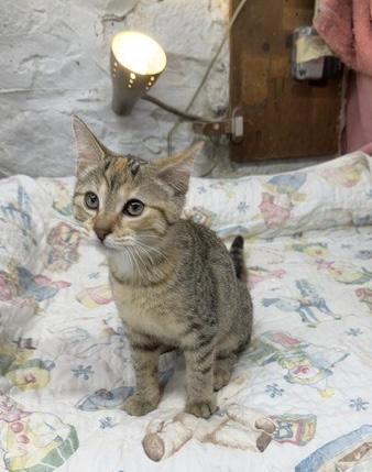Enlarge Jordan, a Adoptable Domestic Short Hair in Avon Lake, OH image 2/3