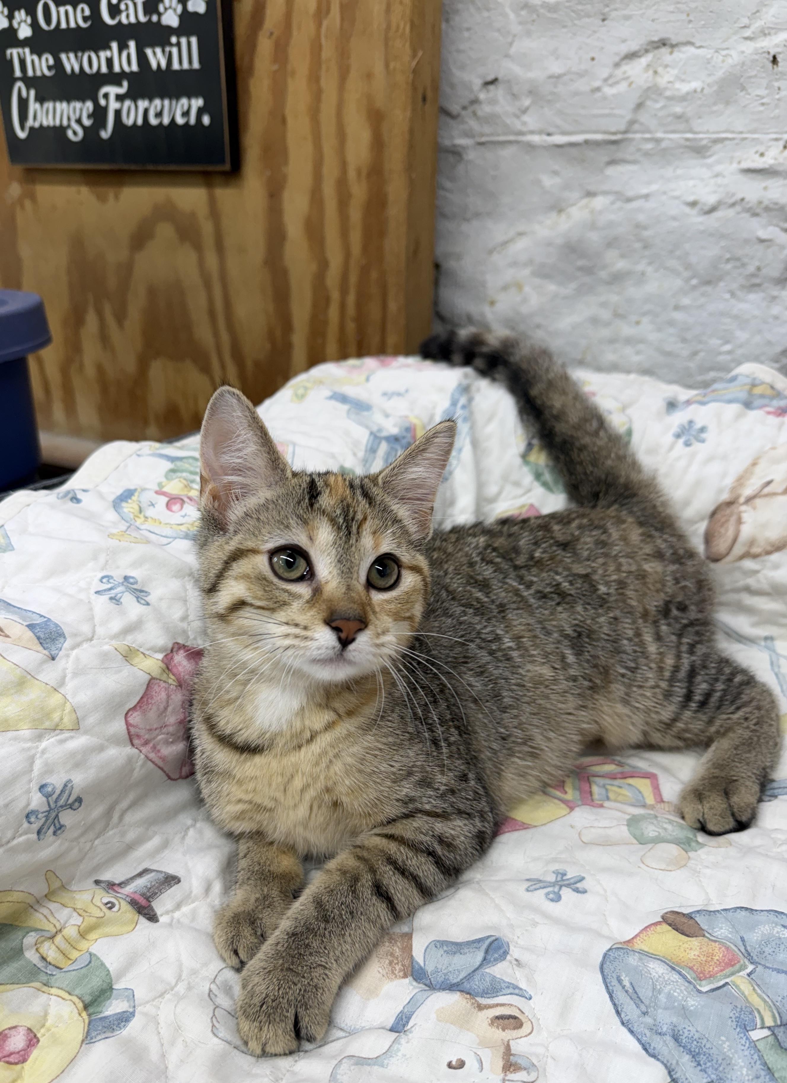 Jordan, Adoptable, Kitten Female Domestic Short Hair.
