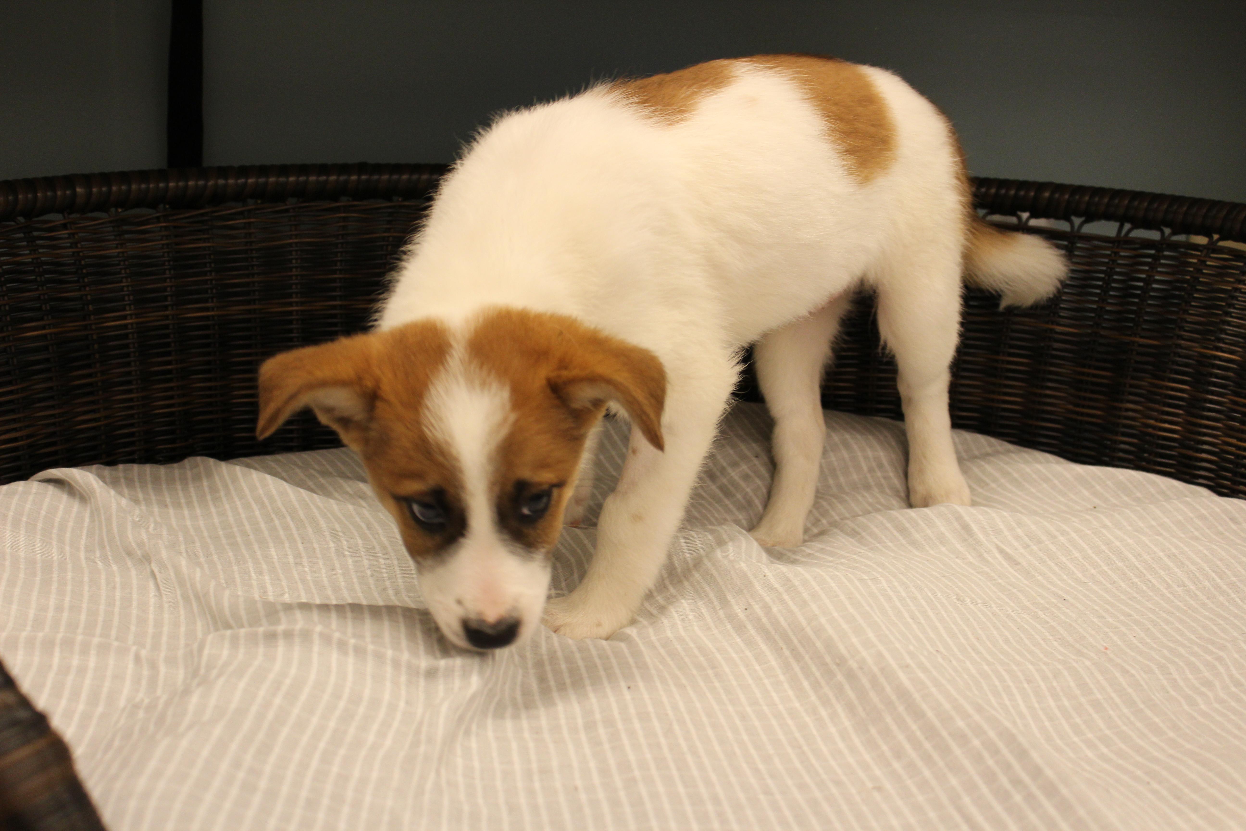 Candace, Adoptable, Puppy Female Cattle Dog.