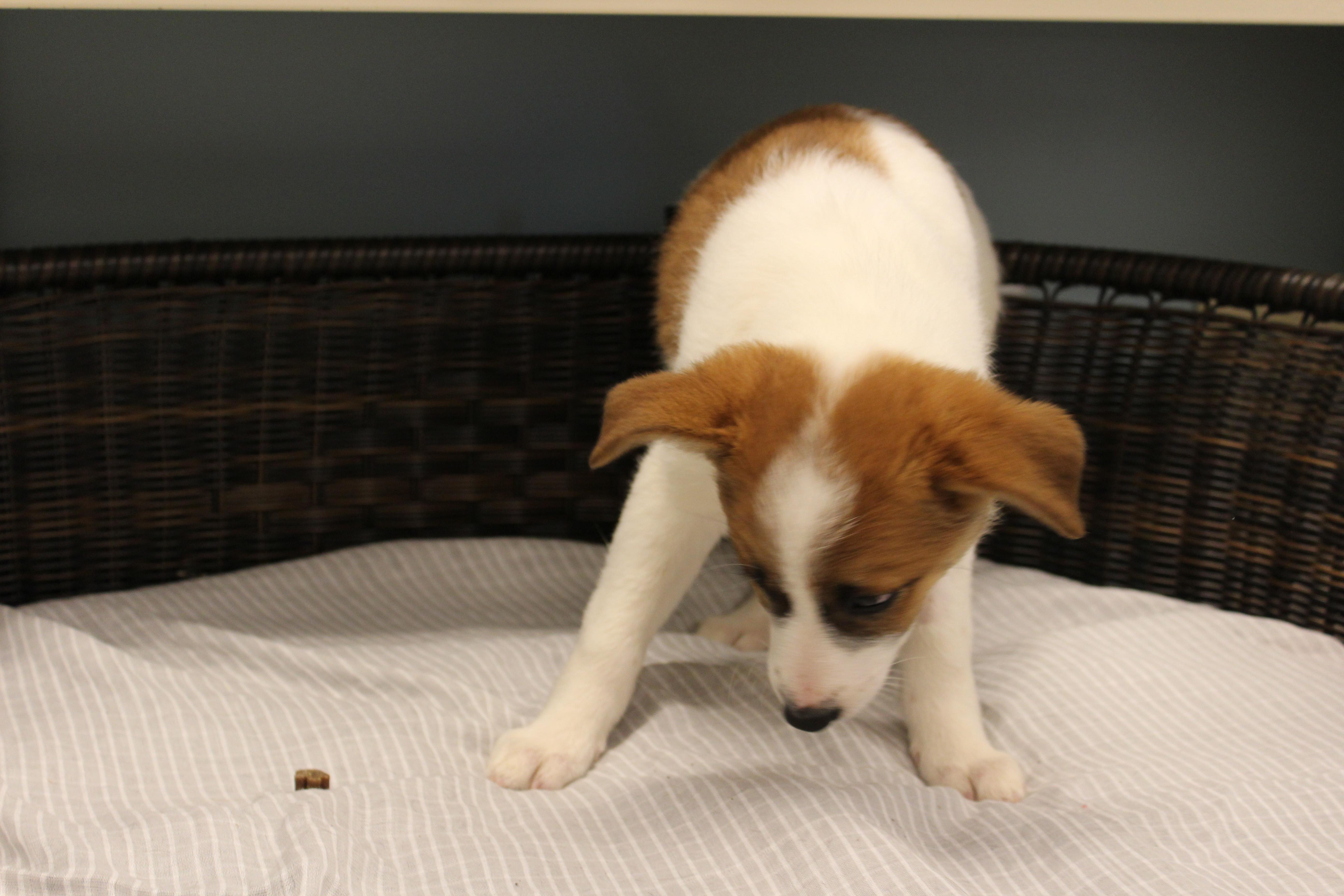 Candace, a Adoptable Cattle Dog in Neillsville, WI image 2/2