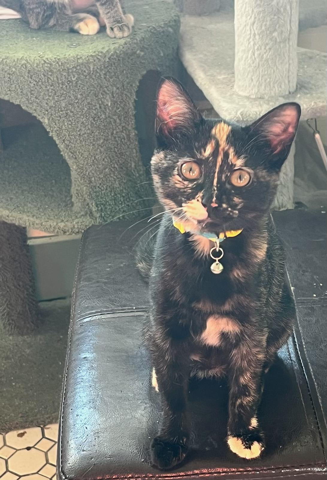 Daphne, Adoptable, Young Female Tortoiseshell.