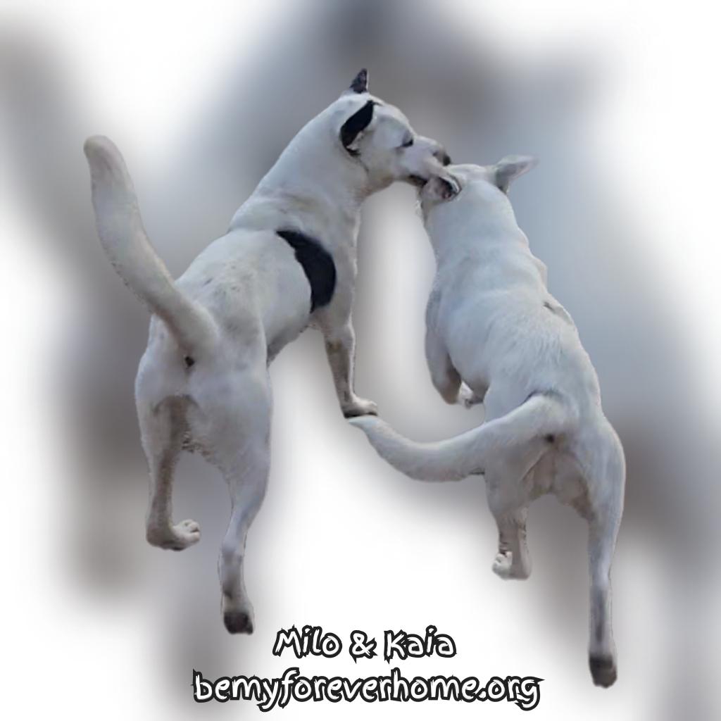 Enlarge Kaia, a Adoptable mixed breed in Plano, TX image 6/6