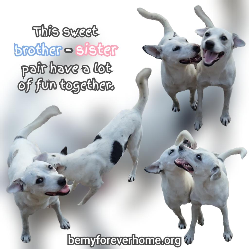 Enlarge Kaia, a Adoptable mixed breed in Plano, TX image 5/6