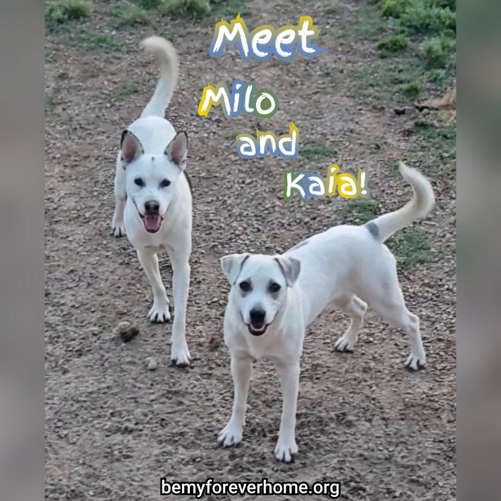 Enlarge Kaia, a Adoptable mixed breed in Plano, TX image 3/6