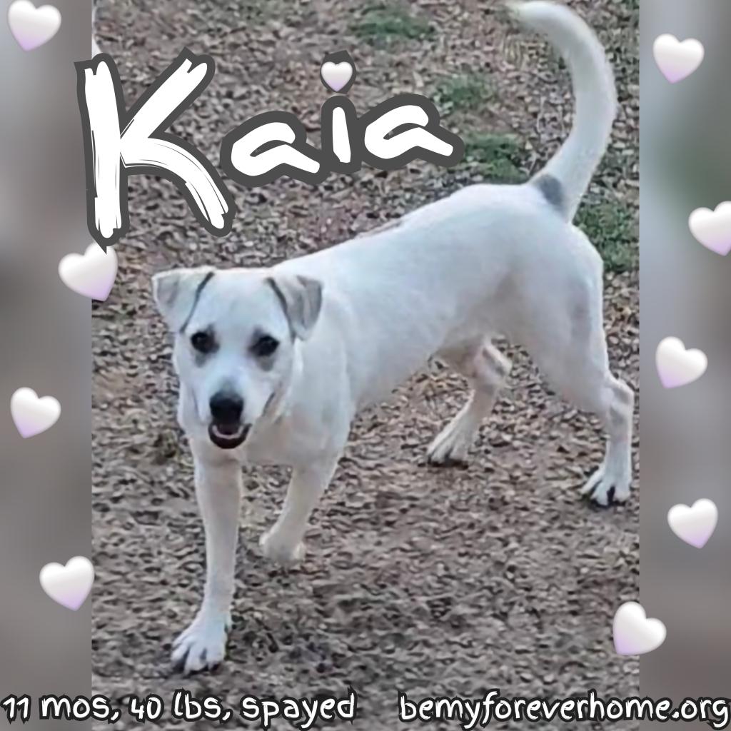 Enlarge Kaia, a Adoptable mixed breed in Plano, TX image 1/6