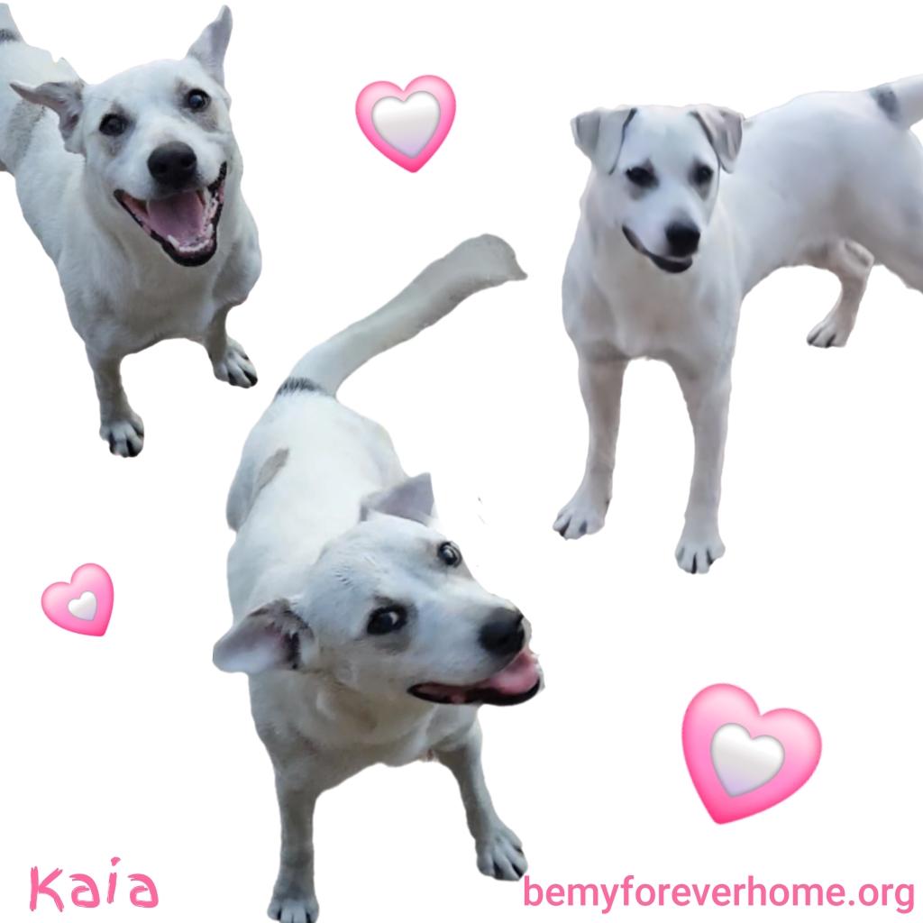 Enlarge Kaia, a Adoptable mixed breed in Plano, TX image 4/6