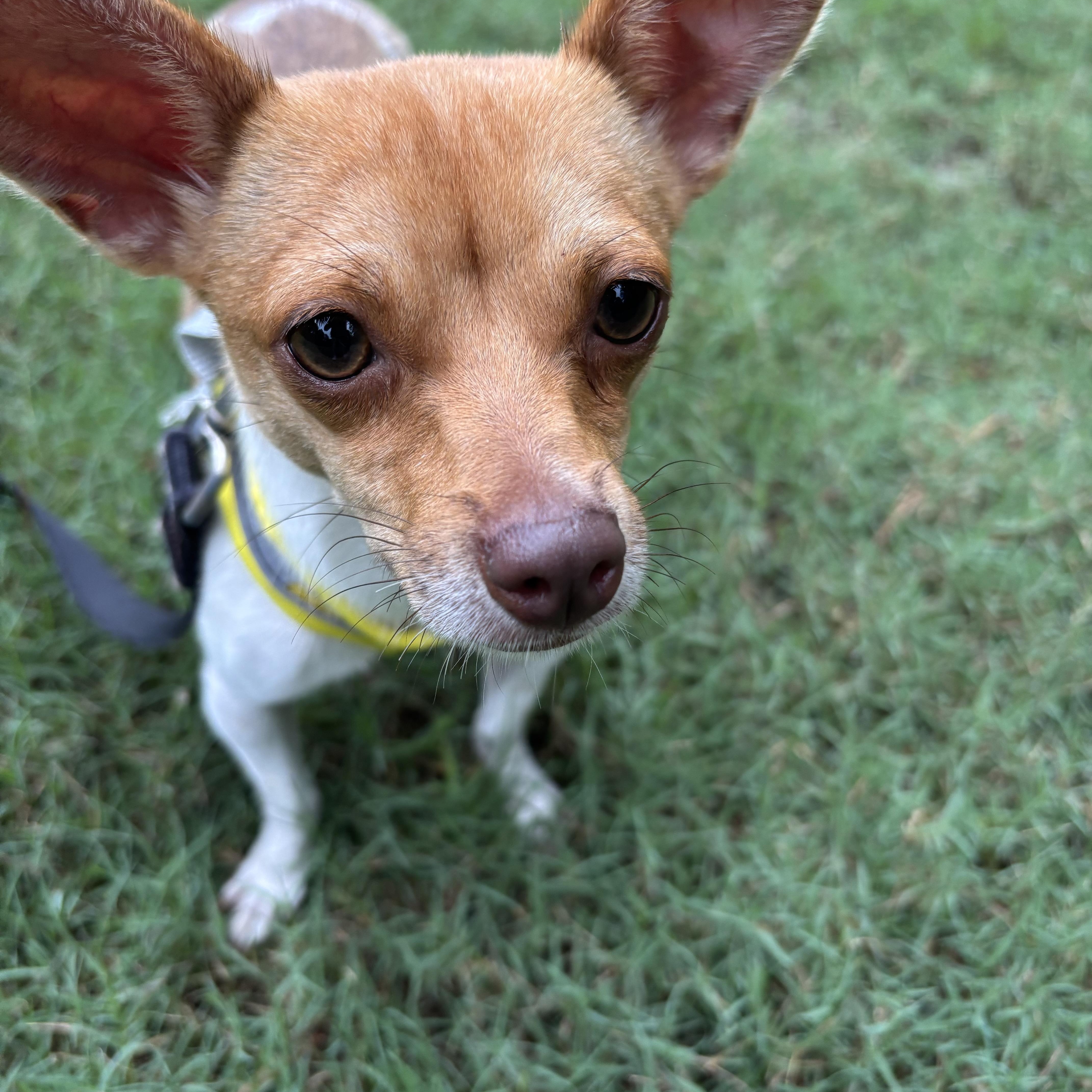 Enlarge Maggie, a Adopted Mixed Breed in Moncks Corner, SC image 6/6