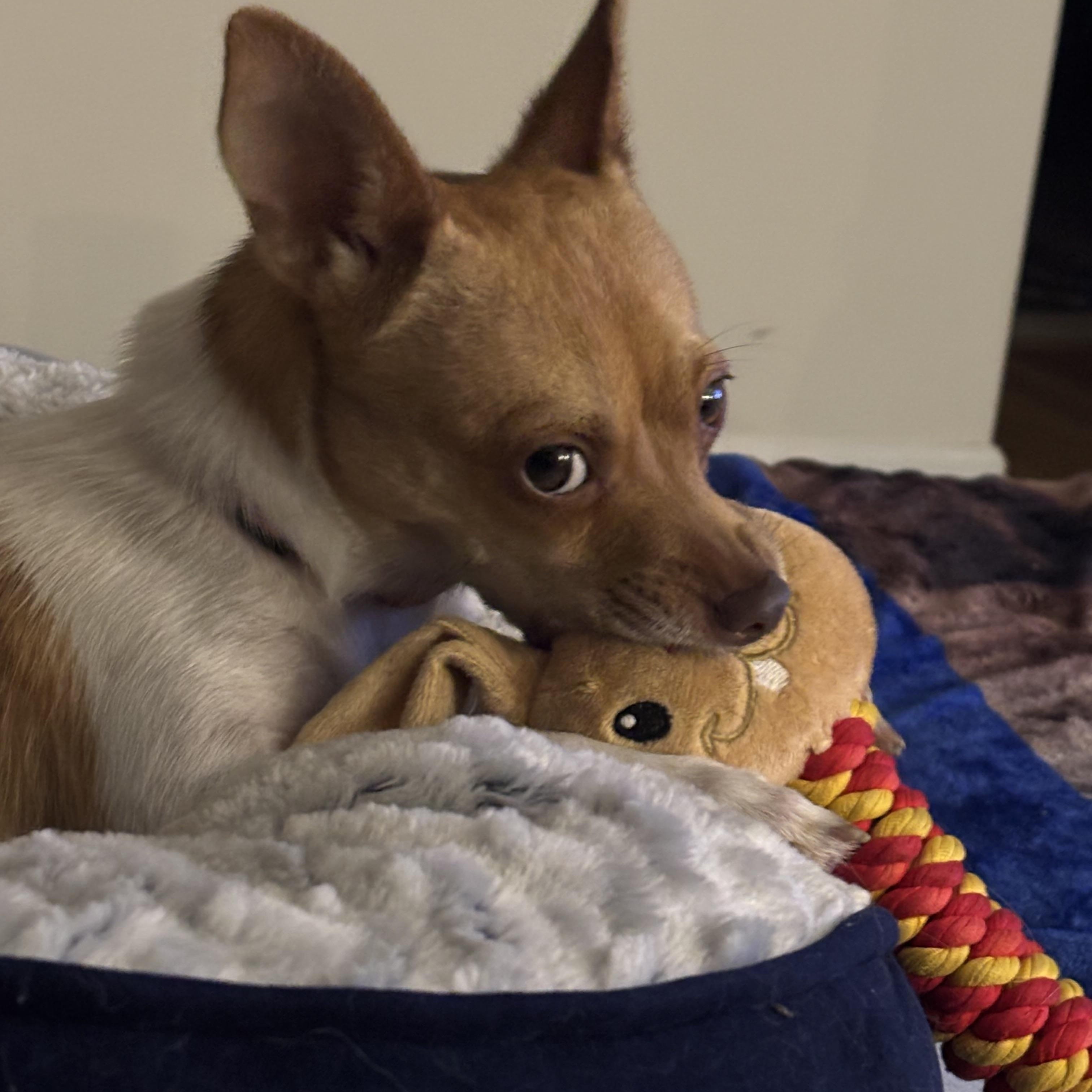 Enlarge Maggie, a Adopted Mixed Breed in Moncks Corner, SC image 3/6