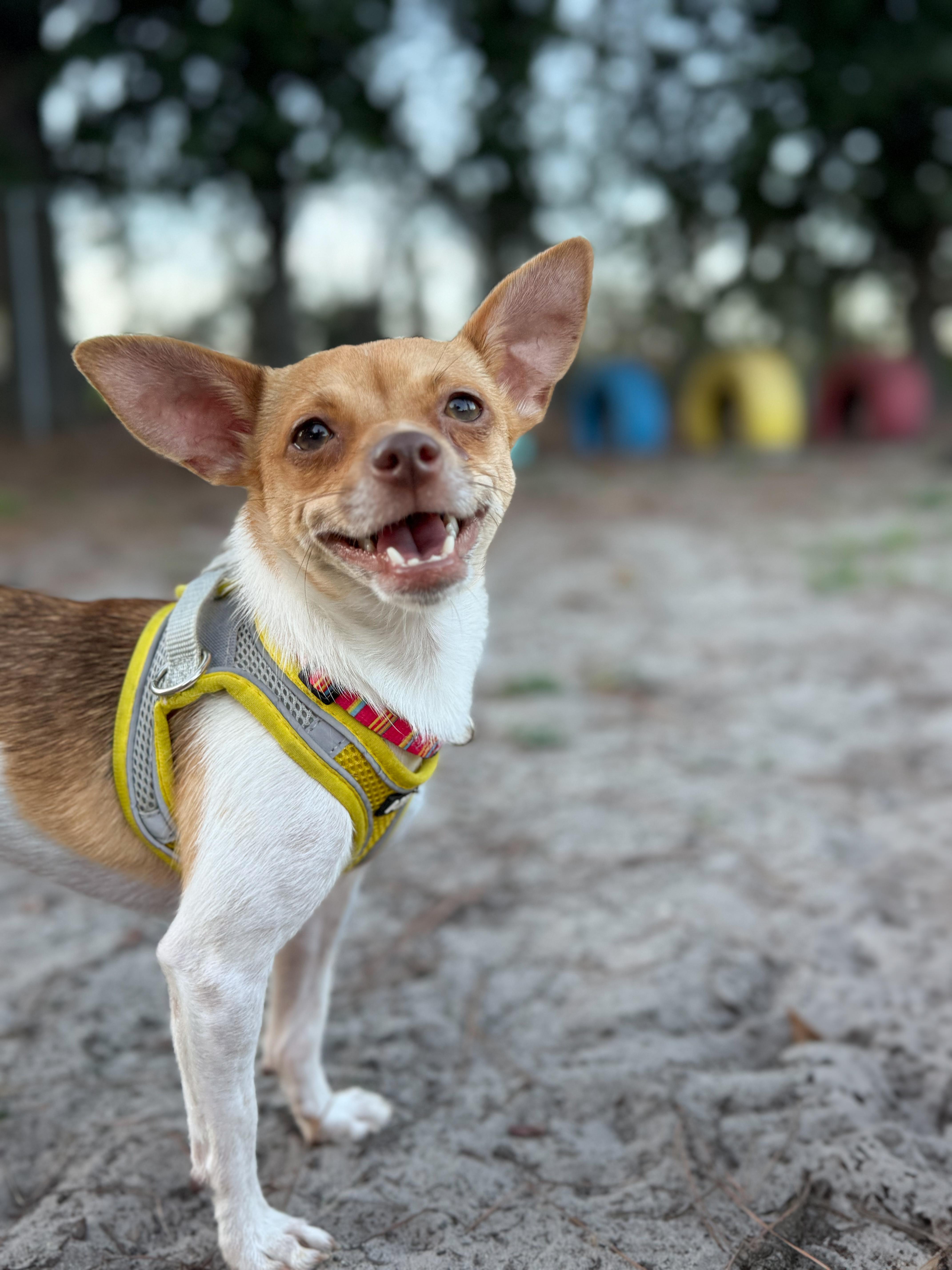 Enlarge Maggie, a Adopted Mixed Breed in Moncks Corner, SC image 5/6