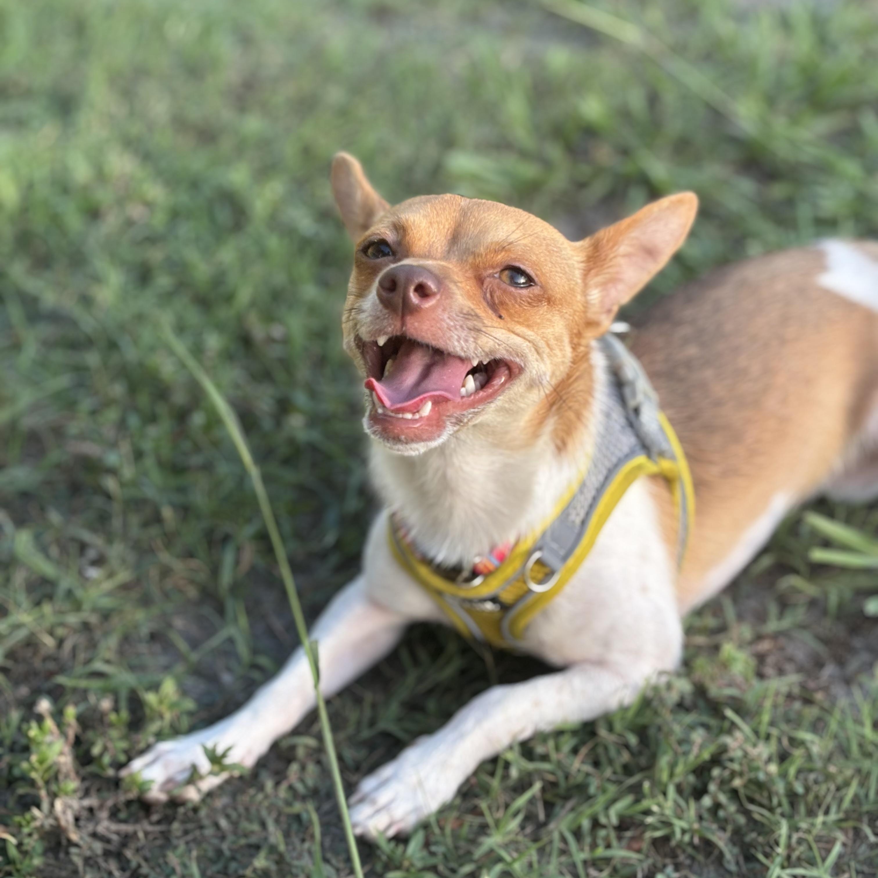 Enlarge Maggie, a Adopted Mixed Breed in Moncks Corner, SC image 1/6
