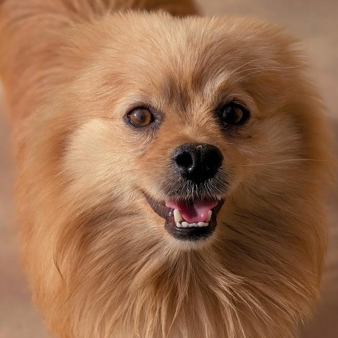 Teddy, an adopted Pomeranian in Mountain Center, CA image 2/2