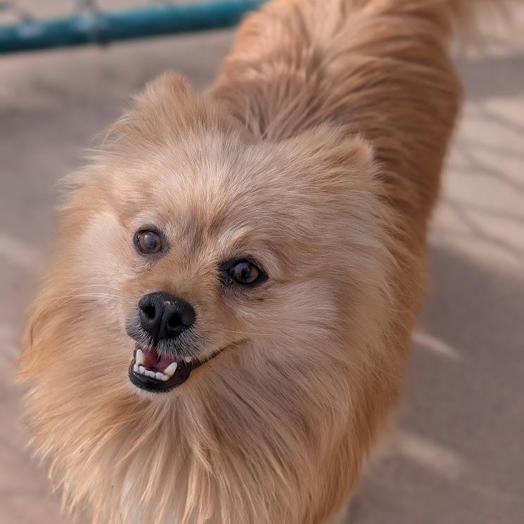 Teddy, adopted, Adult Male Pomeranian.