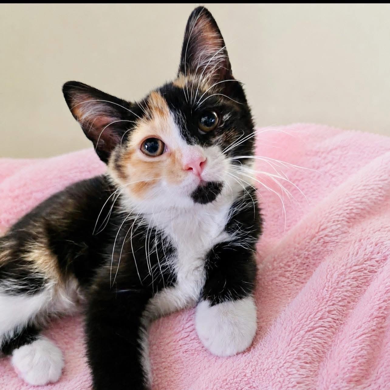 Enlarge BLT, a ADOPTABLE Calico in Saginaw, MI image 1/1