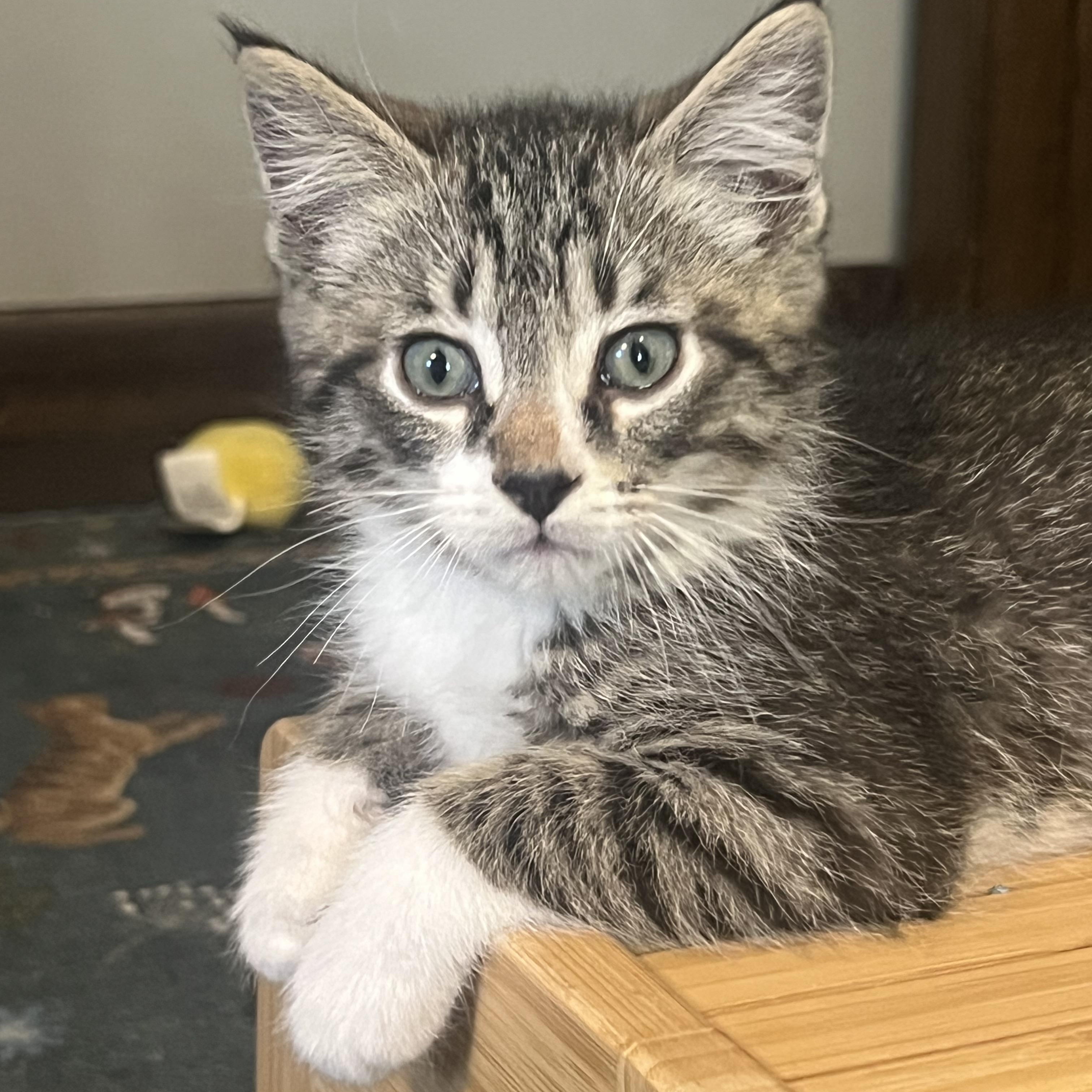 Cosmo, a Adoptable Domestic Short Hair in Faribault, MN image 2/3