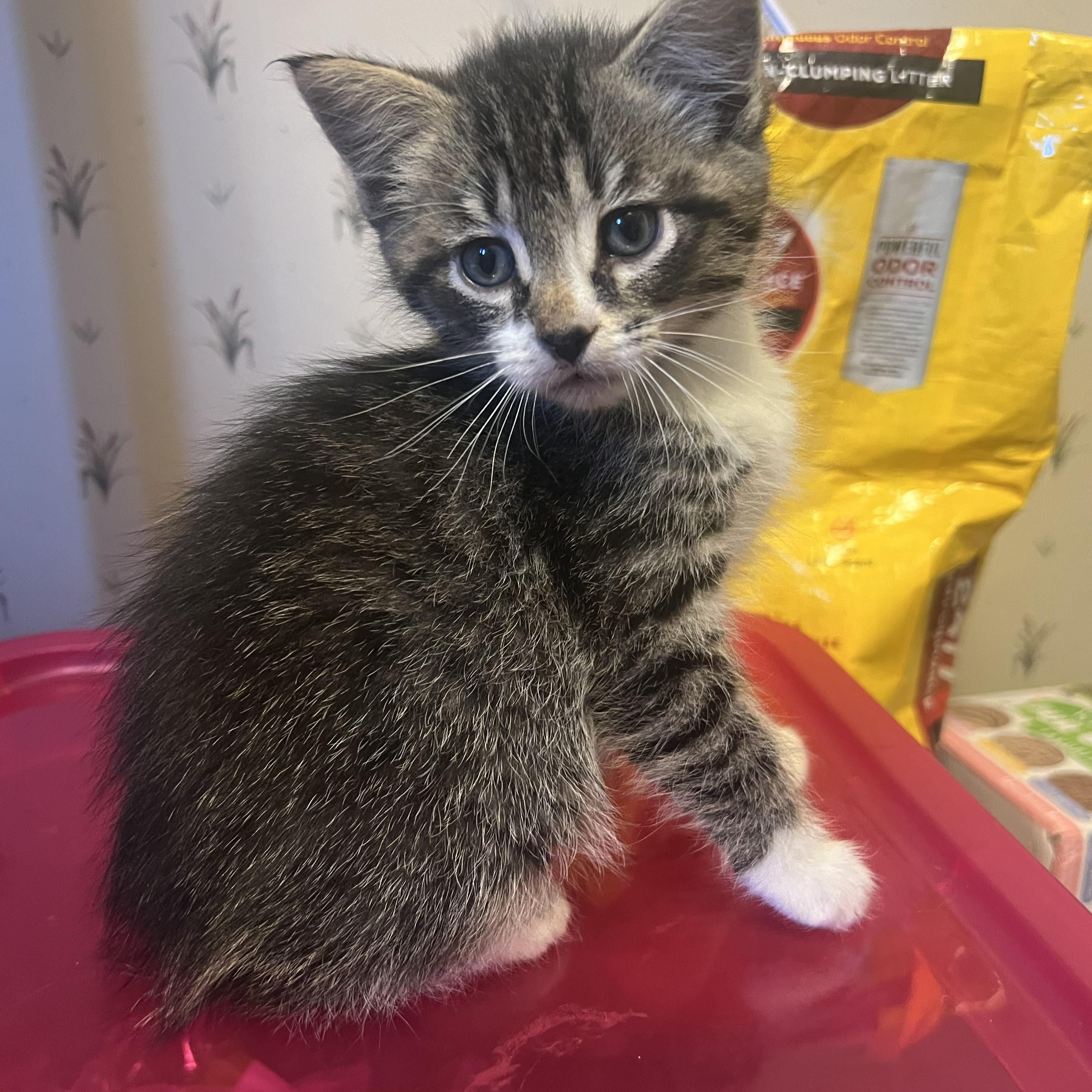 Cosmo, a Adoptable Domestic Short Hair in Faribault, MN image 1/3