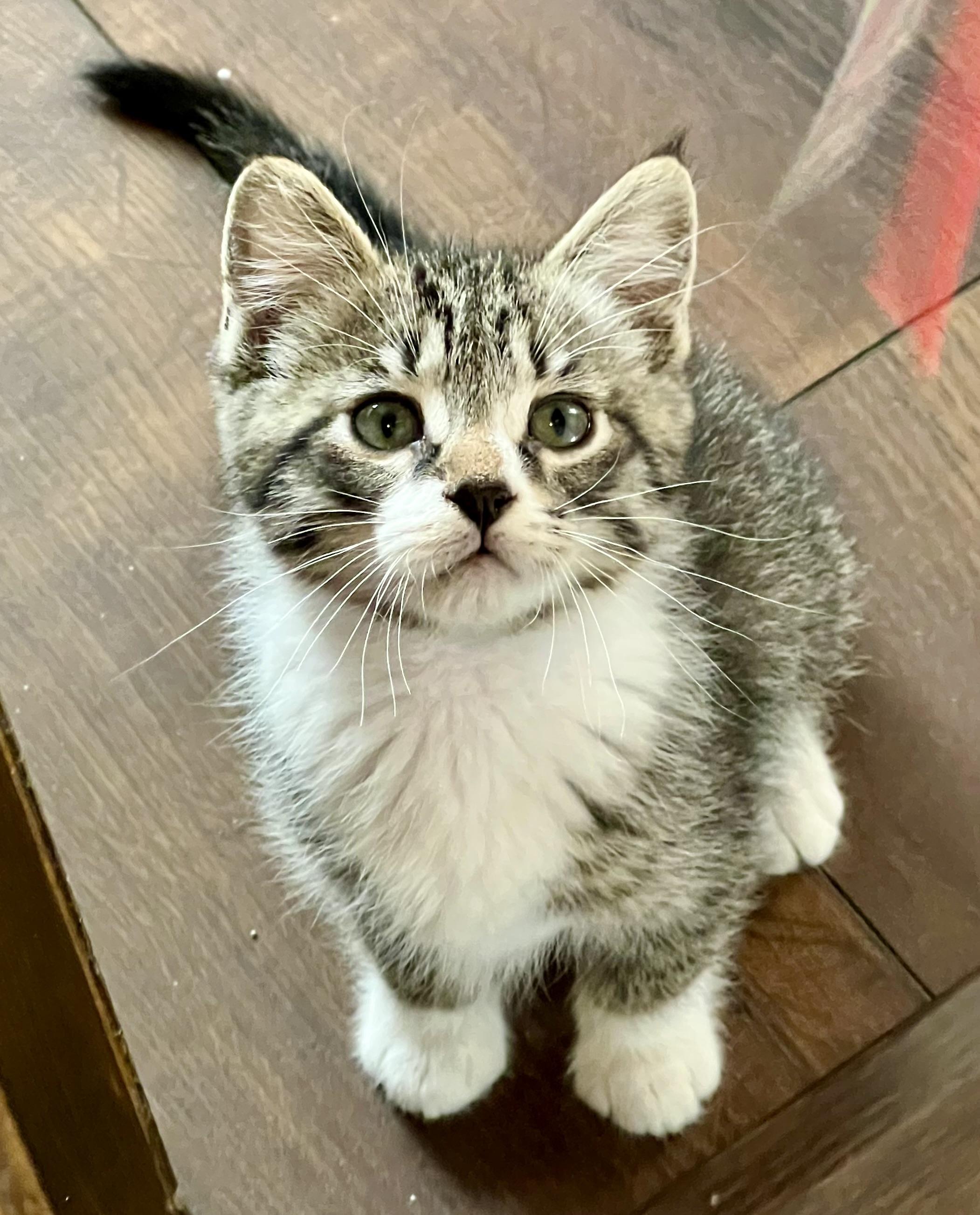 Cosmo, a Adoptable Domestic Short Hair in Faribault, MN image 3/3