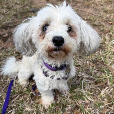 Cindy Bear, Adoptable, Young Female Miniature Poodle & Mixed Breed.