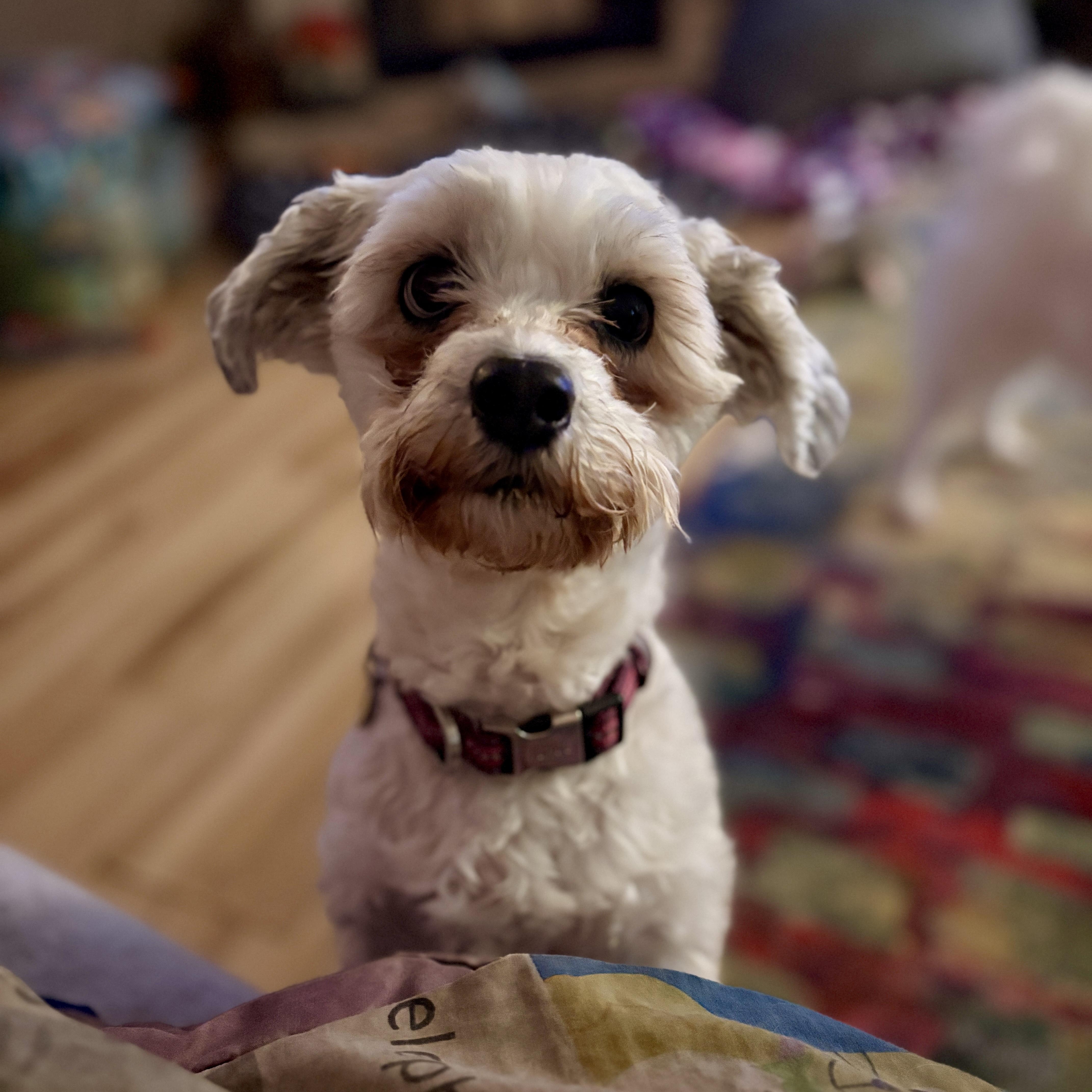 Enlarge Cindy Bear, a Adoptable mixed breed in Spring, TX image 2/6