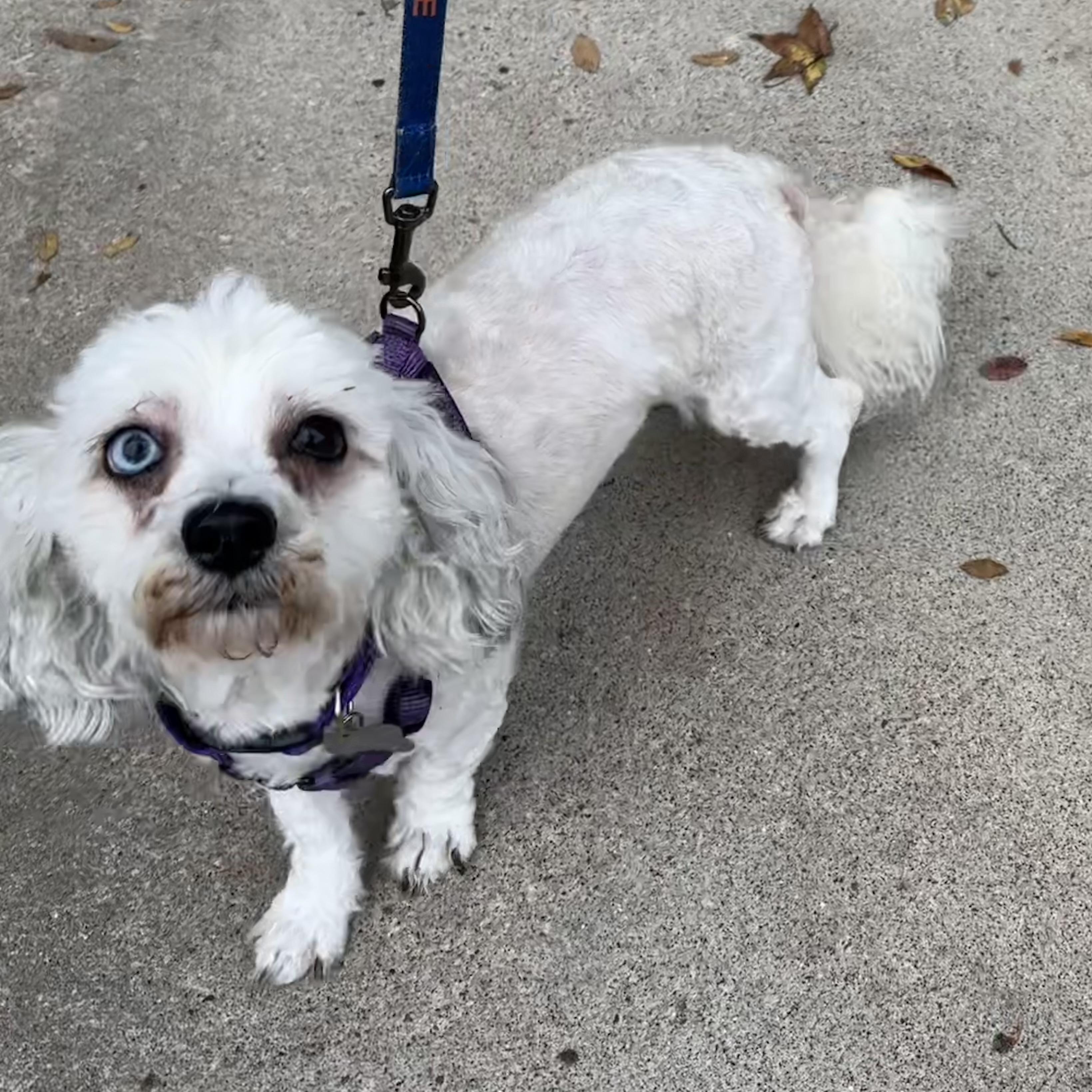 Cindy Bear thumbnail 3