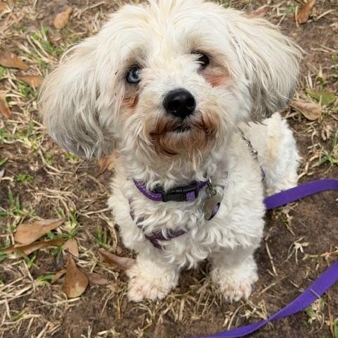 Enlarge Cindy Bear, a Adoptable mixed breed in Spring, TX image 6/6