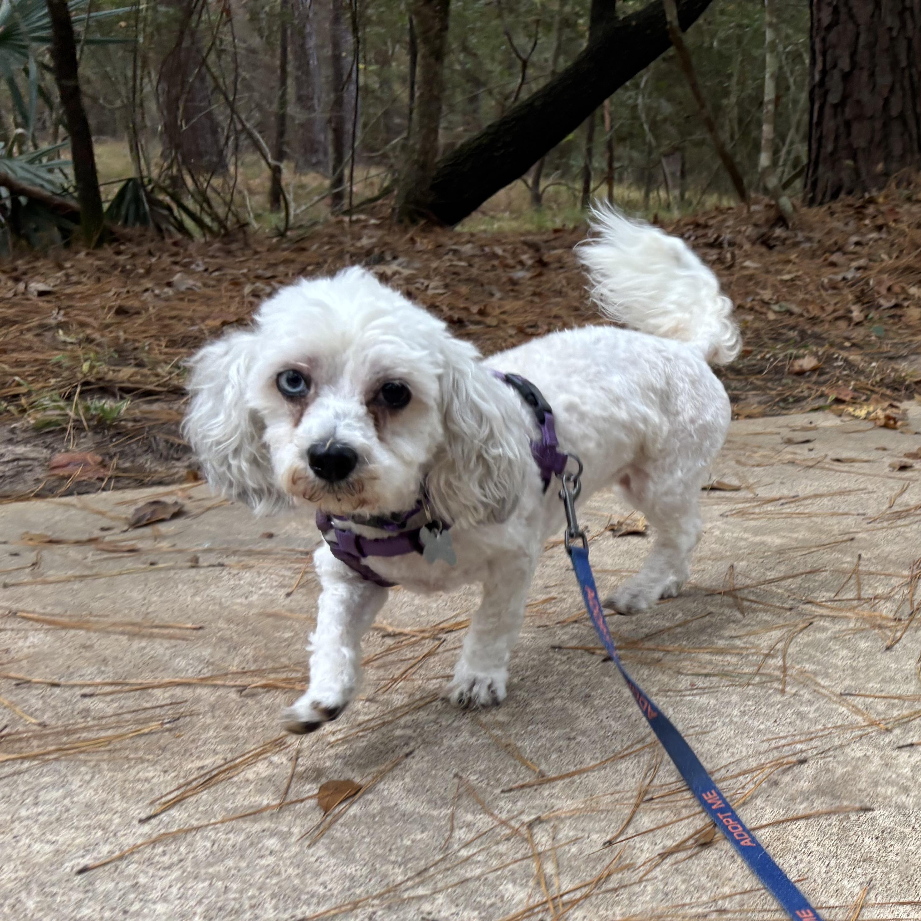 Cindy Bear thumbnail 5