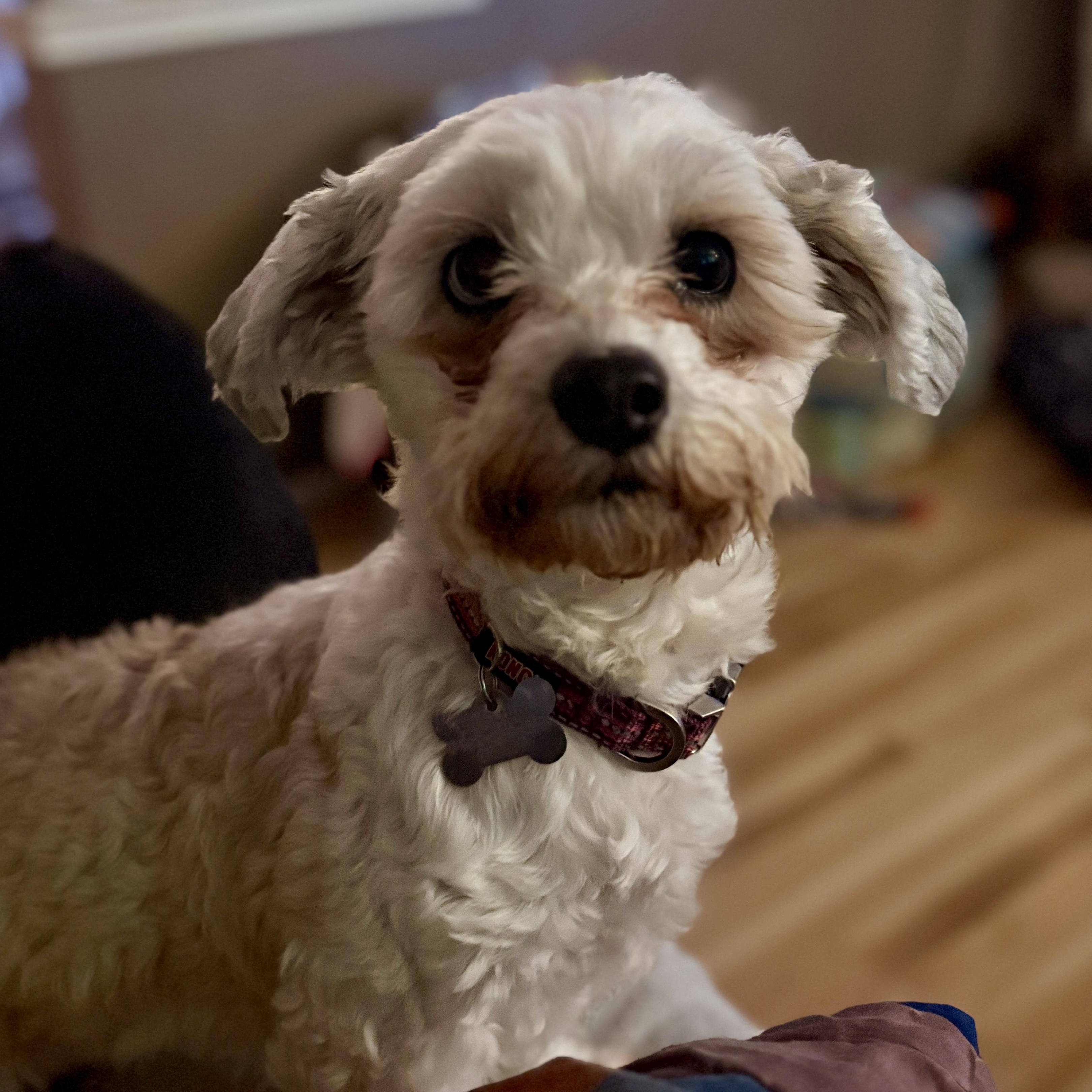 Enlarge Cindy Bear, a Adoptable mixed breed in Spring, TX image 1/6