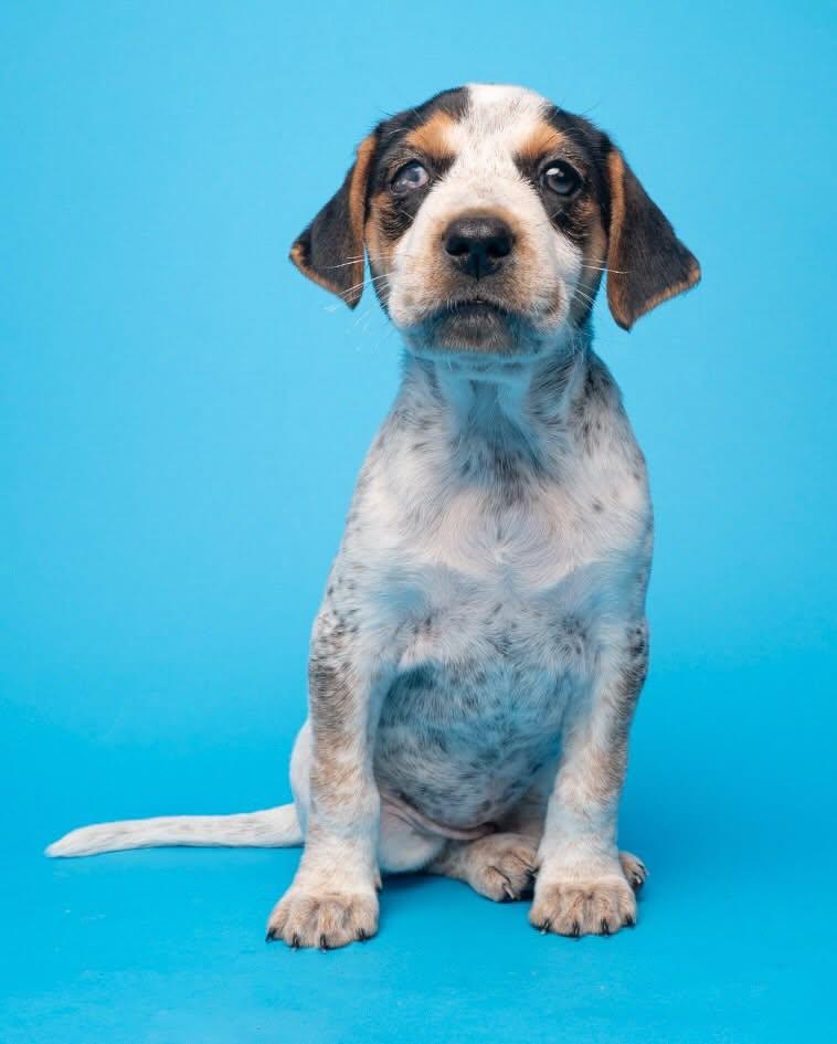 Enlarge Louise (Portland, OR), a Adoptable mixed breed in Portland, OR image 1/6