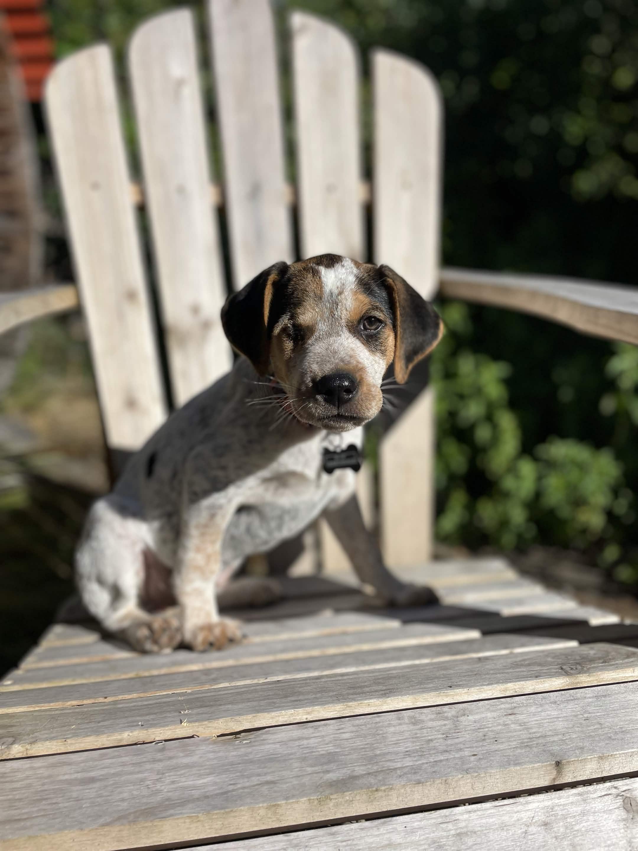 Enlarge Louise (Portland, OR), a Adoptable mixed breed in Portland, OR image 2/6