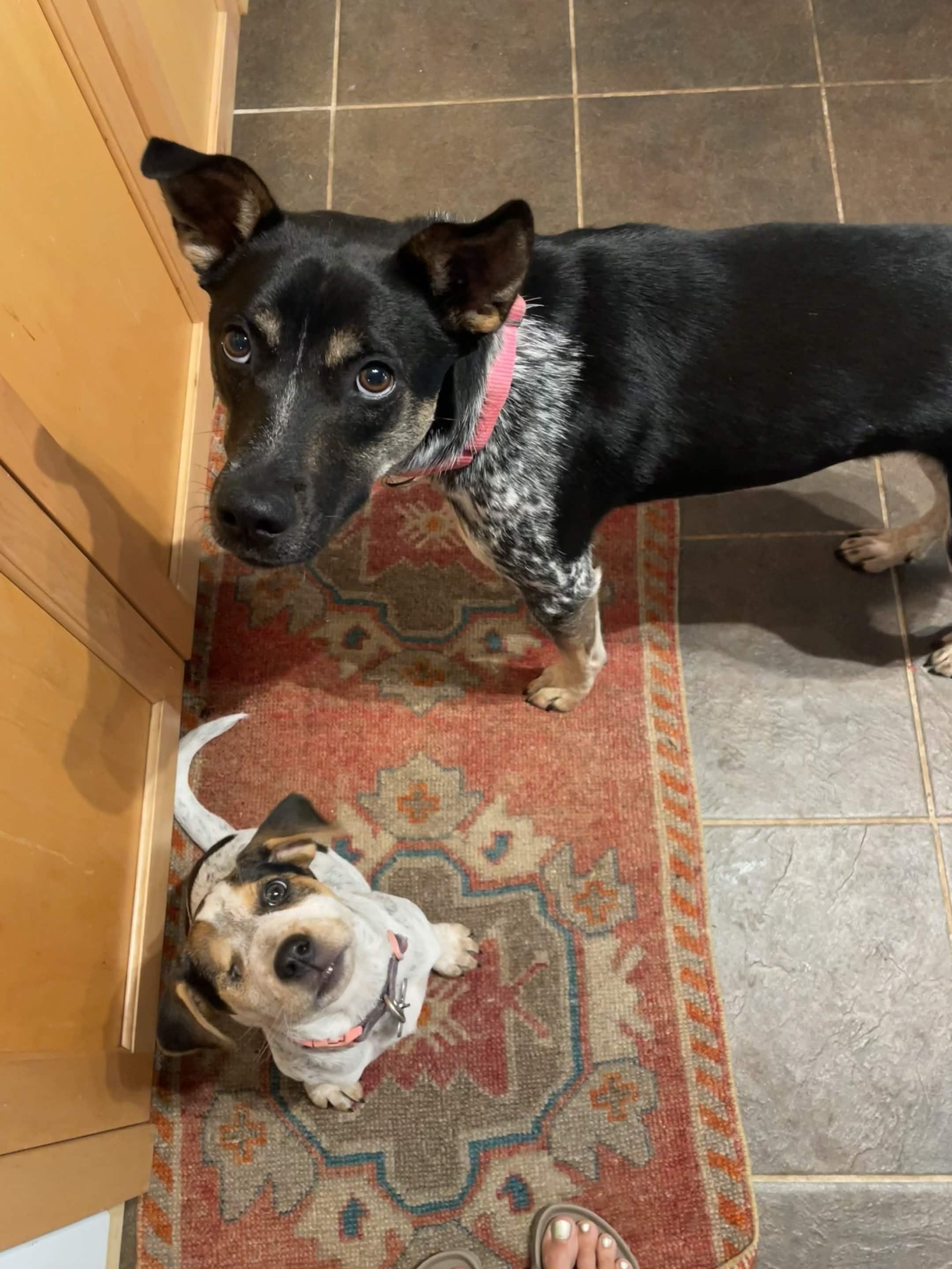 Enlarge Louise (Portland, OR), a Adoptable mixed breed in Portland, OR image 4/6