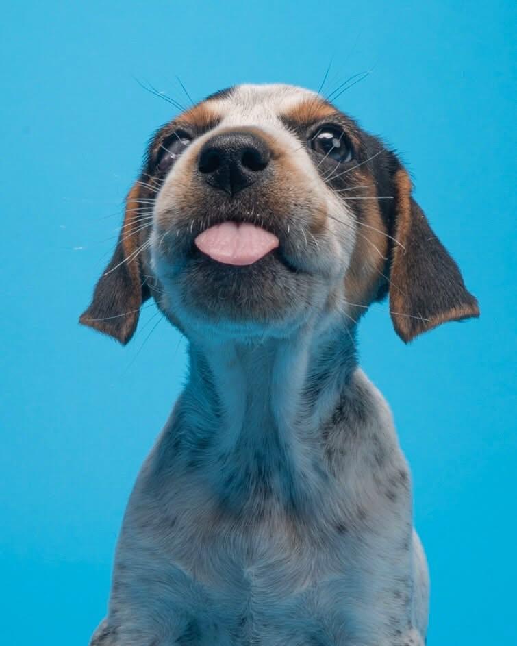 Enlarge Louise (Portland, OR), a Adoptable mixed breed in Portland, OR image 5/6