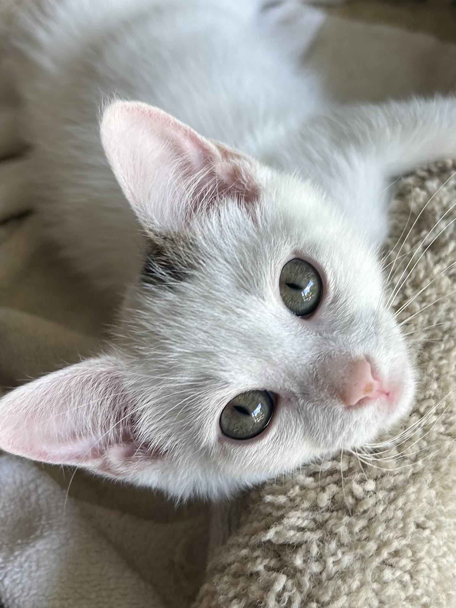 Enlarge Luke, a Adoptable Domestic Short Hair in Jeffersonville, IN image 4/5